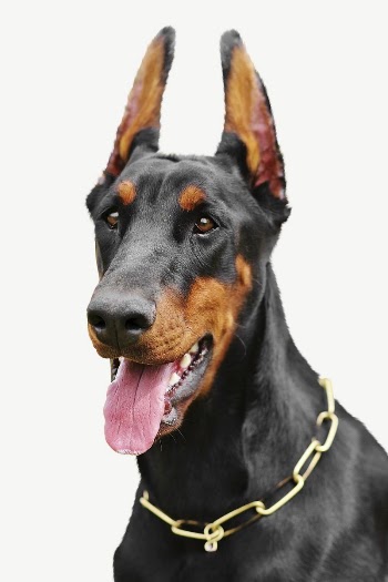 Doberman dog collage element psd | Free PSD - rawpixel