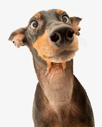 Doberman dog, cute pet design | Free Photo - rawpixel