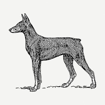Doberman dog drawing clipart, pet | Free PSD - rawpixel
