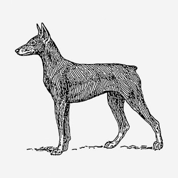Doberman dog hand drawn illustration. | Free Photo - rawpixel