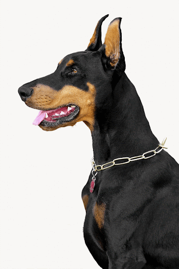 Doberman dog, isolated pet image | Free Photo - rawpixel