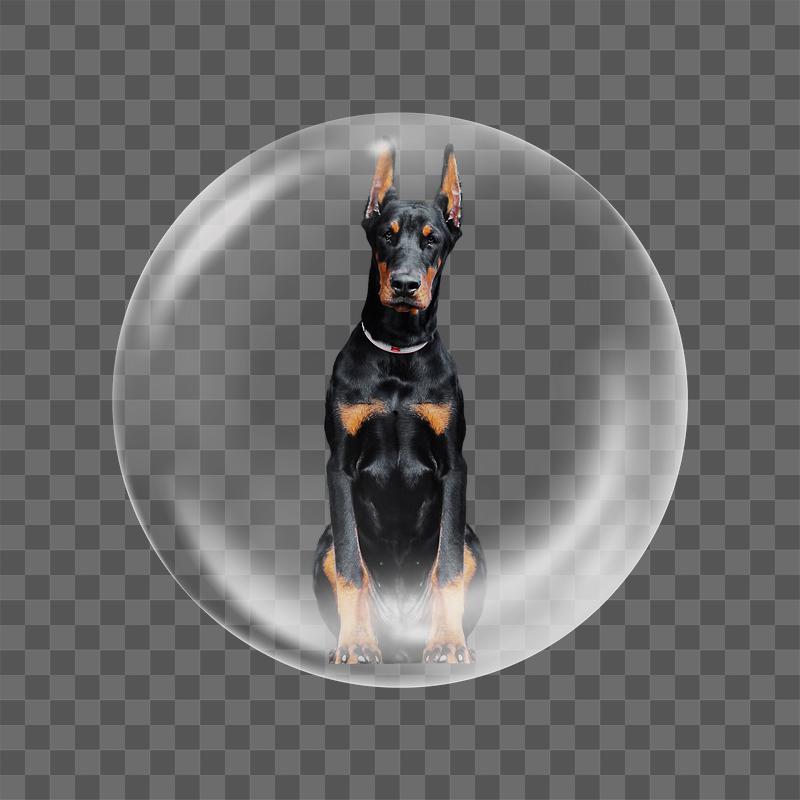 Doberman dog png sitting sticker, | Free PNG - rawpixel