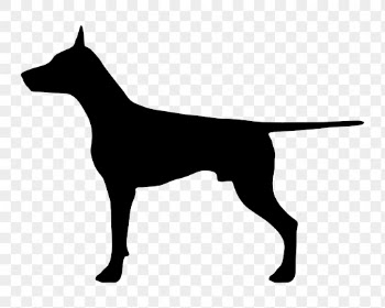 Doberman dog png sticker animal | Free PNG - rawpixel