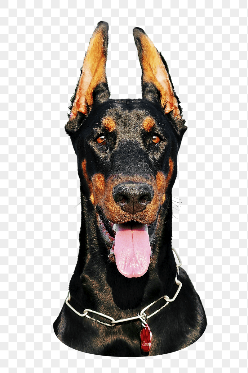Doberman dog png sticker, transparent | Free PNG - rawpixel