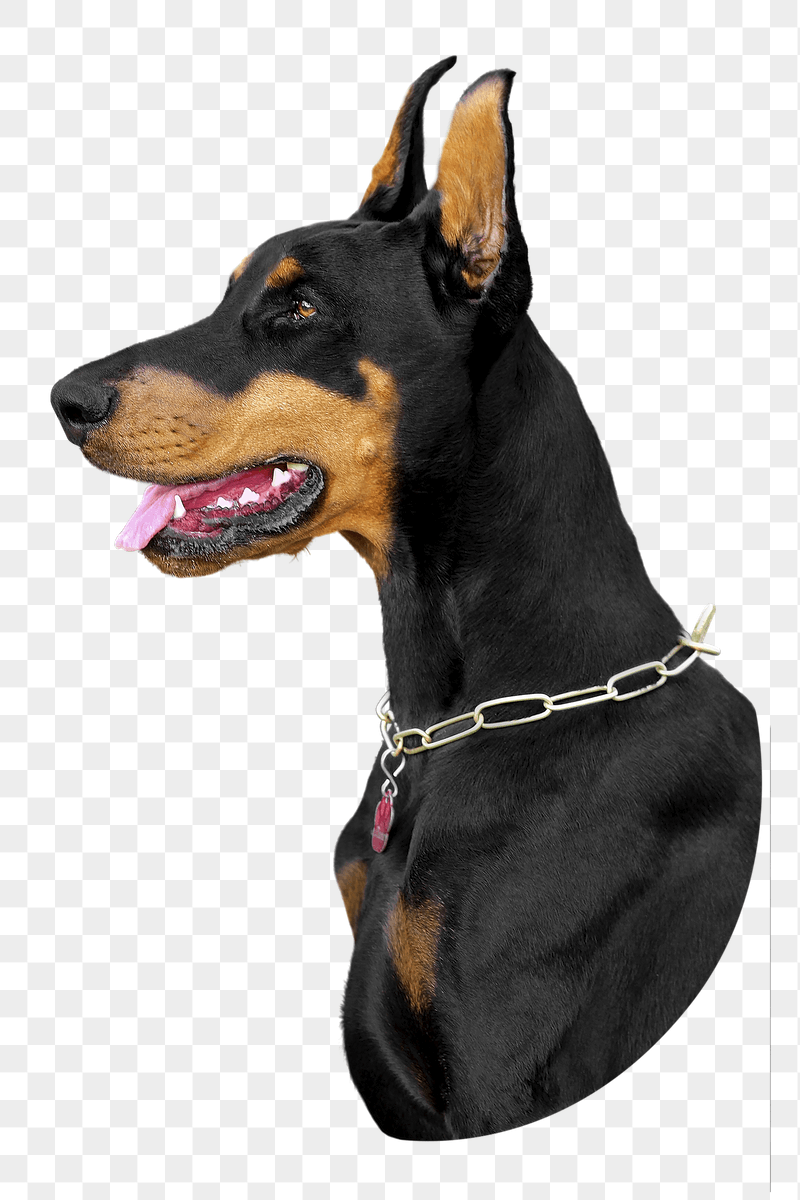 Doberman dog png sticker, transparent | Free PNG - rawpixel