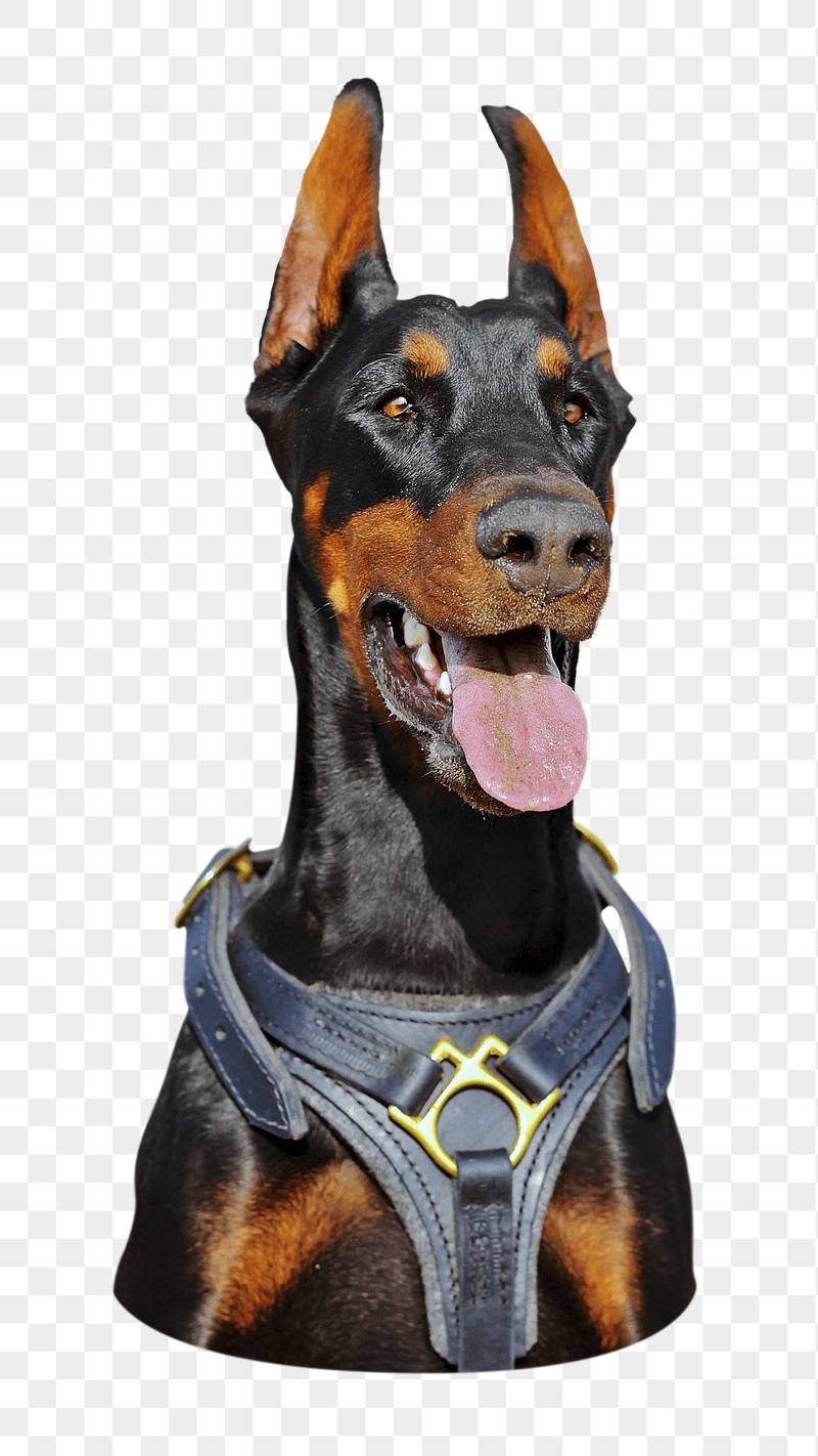 Doberman dog png sticker, transparent | Free PNG - rawpixel
