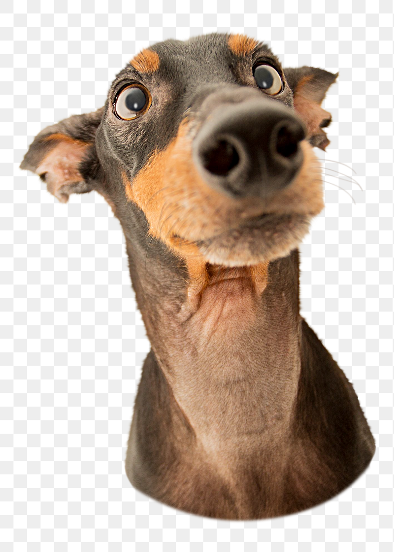 Doberman dog png sticker, transparent | Free PNG - rawpixel