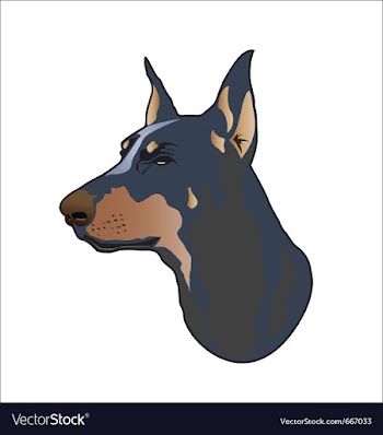 Doberman dog vector image