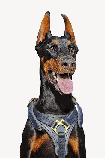 Doberman dog wearing chest strap | Free Photo - rawpixel