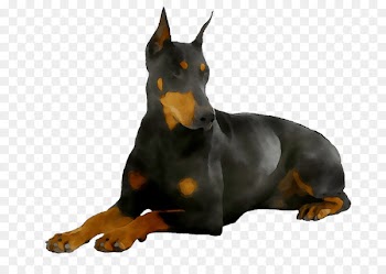 Dobermann German Pinscher Manchester Terrier Miniature Pinscher Dog breed -  