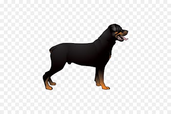 Dobermann Rottweiler Labrador Retriever Miniature Pinscher Golden Retriever - golden retriever 