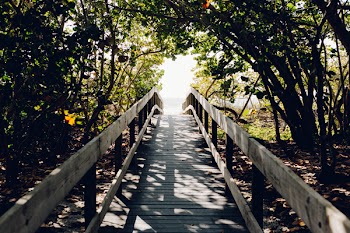 Dock in the Middle of the Forest