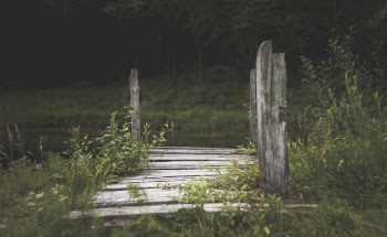 Dock Near Body of Water Surrounded With Bushes