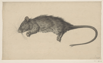 Dode rat (1795) drawing in high | Free Photo - rawpixel