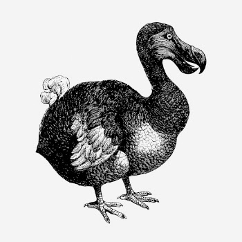 Dodo bird, animal illustration. Free | Free Photo Illustration - rawpixel