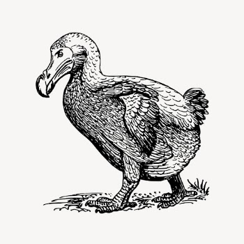 Dodo bird clipart, vintage animal | Free Vector - rawpixel