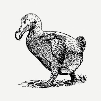 Dodo bird drawing, animal vintage | Free PSD - rawpixel
