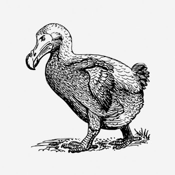 Dodo bird drawing, vintage animal | Free Photo - rawpixel