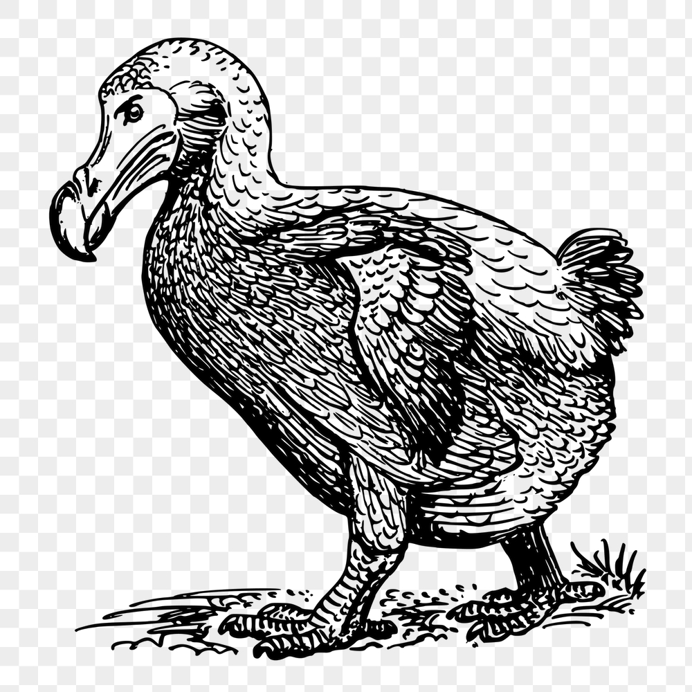 Dodo bird png sticker, animal | Free PNG - rawpixel