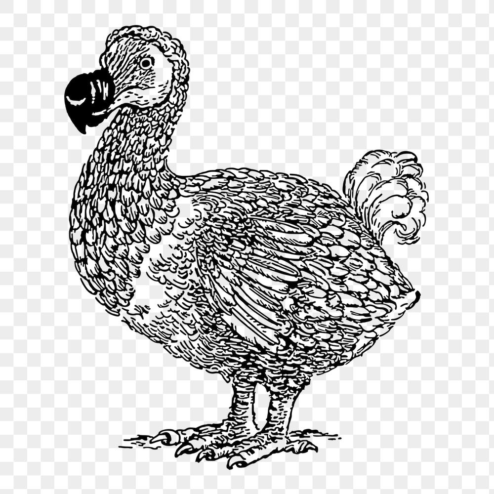 Dodo bird png sticker, wildlife | Free PNG - rawpixel
