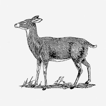 Doe deer clipart, animal vintage | Free Vector - rawpixel