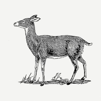 Doe deer drawing, animal vintage | Free PSD - rawpixel