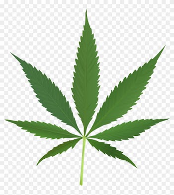 Does Marijuana Make You More Creative - Cannabis Leaf
