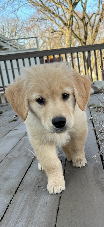 dog