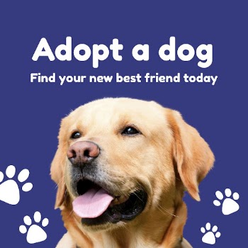 Dog adoption Instagram ad template | Free Vector Template - rawpixel
