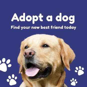 Dog adoption Instagram post template | Free PSD Template - rawpixel
