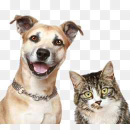 Dog And Cat Png (98+ images in Collection) Page 2