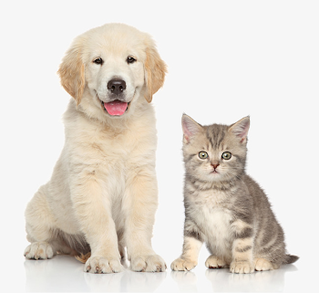 Dog And Cat Png (98+ images in Collection) Page 2
