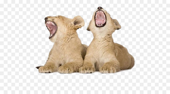 Dog And Cat png download - 530*500 - Free Transparent Lion png ...