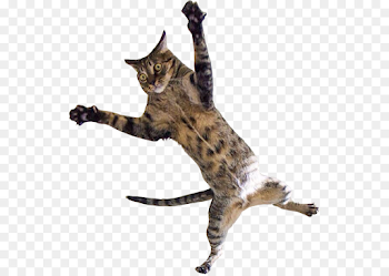 Dog And Cat png download - 582*639 - Free Transparent Cat png ...