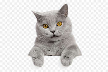 Dog And Cat png download - 600*581 - Free Transparent Pug png ...