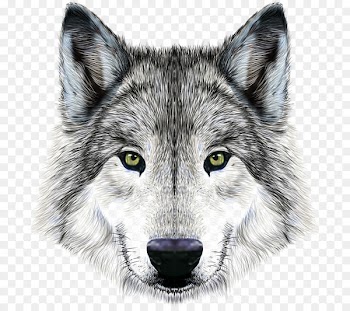 Dog Arctic wolf Mexican wolf Illustration - Imposing wolf 