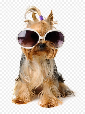 Dog Birthday Puppy Pet sitting Greeting card - Shaggy Dog 