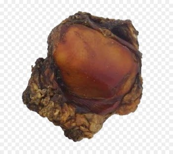 Dog biscuit Bone Patella Knee - Dog 