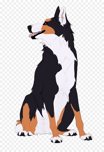 Dog breed Border Collie Illustration Graphics - delilah infographic 