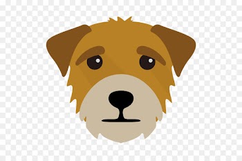 Dog breed Border Terrier Whiskers - cute border terrier blonde 