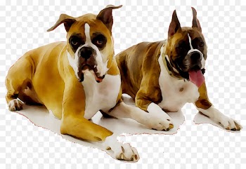 Dog breed Boxer Companion dog Snout -  