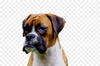 Dog breed Boxer Snout -  