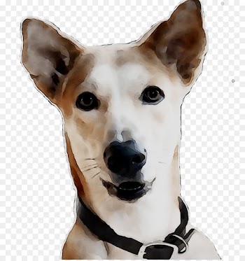 Dog breed Canaan Dog Whippet Companion dog Snout -  