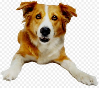 Dog breed Cirrhosis Pharmaceutical drug Liver Therapy -  