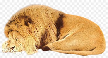 Dog Breed, Dog, Companion Dog, Lion, Felidae PNG