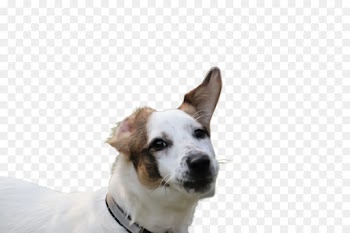dog breed dog nose snout companion dog