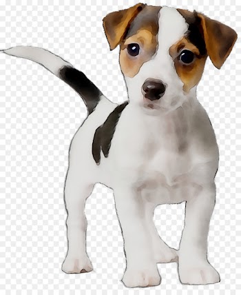 Dog breed Jack Russell Terrier Puppy Miniature Fox Terrier Parson Russell Terrier -  