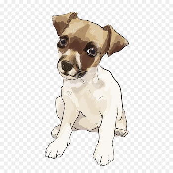 Dog breed Jack Russell Terrier Toy Fox Terrier Miniature Fox Terrier Rat Terrier - puppy 