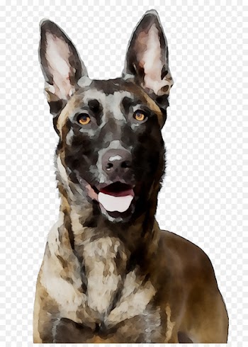 Dog breed Kunming wolfdog German Shepherd -  