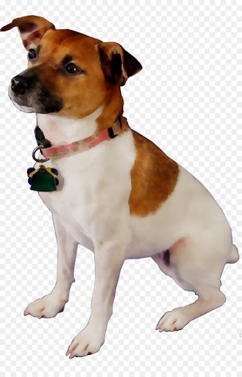 Dog breed Miniature Fox Terrier Plummer Terrier Tenterfield Terrier Jack Russell Terrier -  